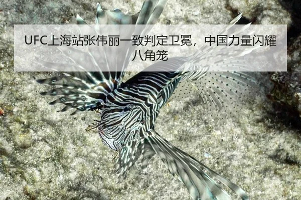 UFC上海站张伟丽一致判定卫冕，中国力量闪耀八角笼